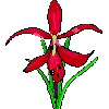 orchidea azteca