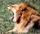 Lion in Serengeti