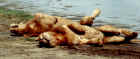 2001lionssleeping.JPG (362951 bytes)