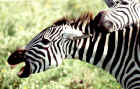 2001zebras.JPG (260072 bytes)