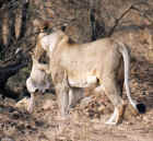 Carrying the Cub to a Safe Location