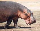 Hippo in Ngorongoro Crater