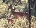 Impalas with young fawn in the Serengeti