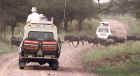 Wildebeest migration thunders across our path