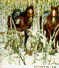 A cut from "Two Indian Horses"