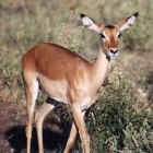 Female impala