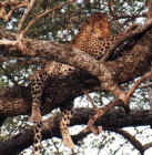 Leopard takes an afternoon snooze