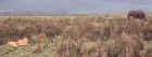 Lionesses keep watch