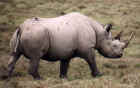 Rhinoceros in the Crater