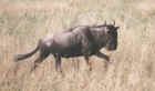 One lost wildebeest