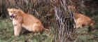 Lion cub in the crater