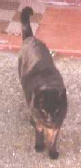 my cat Romeo, since deceased at a ripe old age