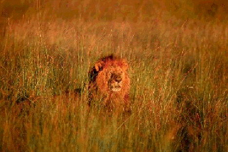 sunset lion