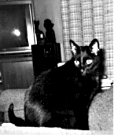 My black kitty!