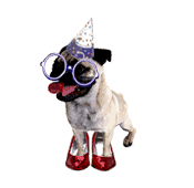 I'm a Pug!