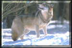 13wolf.jpg (6343 bytes)