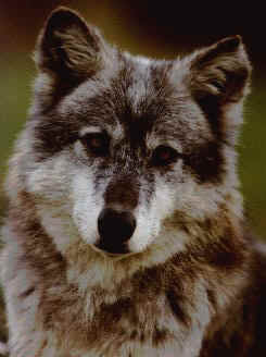 awolf.jpg (18271 bytes)