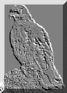 hawk.gif (33577 bytes)