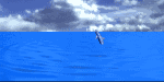 Hey! Don't get too excited. These dolphins are no longer jumping in the Cuernavaca Waterpark.