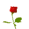 rose