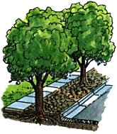 trees