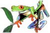 frogblank.gif - 4.47 K