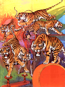 Tigers