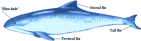 Porpoise