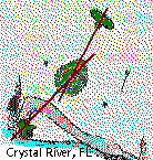 dCry_map.GIF (5297 bytes)