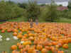 pumpkinpatch.JPG (119537 bytes)