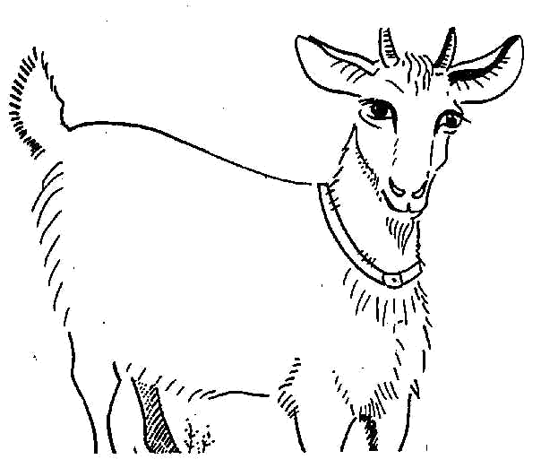 A female goat