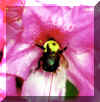 bee.jpg (169021 bytes)