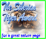 Siberian Tiger's Nature Award