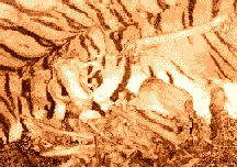 Tiger Bones
