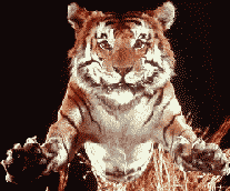 The Magnificent Tiger