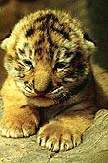 Cuddly Little Cub