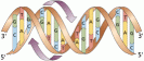 DNA helix
