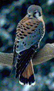 American Kestrel