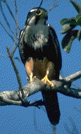 Aplomado Falcon
