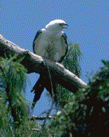 American Swallow Tailed Kite