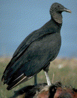 Black Vulture