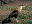Caracara