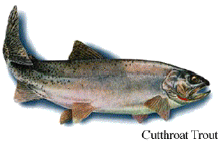 Cutthroat Trout