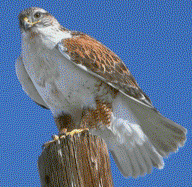 Ferruginous Hawk