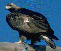 Golden Eagle