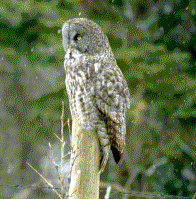 Great Gray Owl