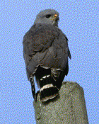 Gray Hawk