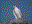 Gyr Falcon