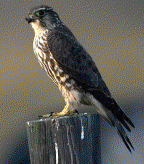 Merlin