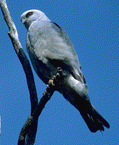 Mississippi Kite